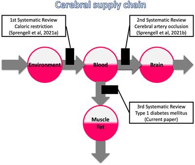 Brain Mass (Energy) Resistant to Hyperglycaemic Oversupply: A Systematic Review